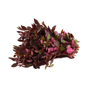 Rend Ponnanganni (1Bunch)